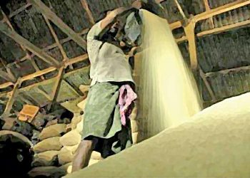 Stocks-of-rice