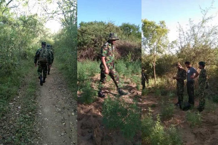 ගංජා මෙහෙයුම