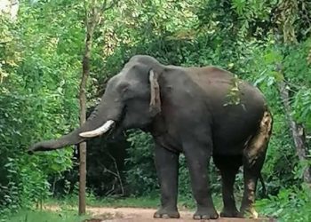 ඒක දන්ත හස්ථිරාජයා...