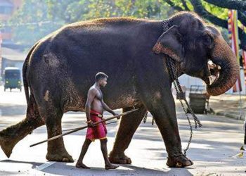 Elephant
