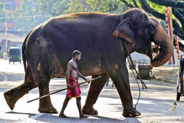 Elephant