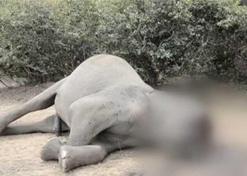 Elephant