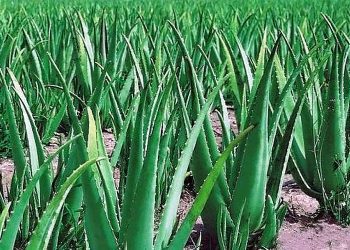 aloe vera
