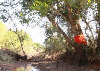 කෘෘඩියා සෙලනිකා හෙවත් පඬු කරඳ  - ඡායා රූපයේ දැක්වෙන්නේ දාරළුවේ දී පැවිදි කළ ගසයි...