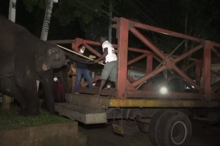 පින්නවලින් අලි පටවපු අයුරු....