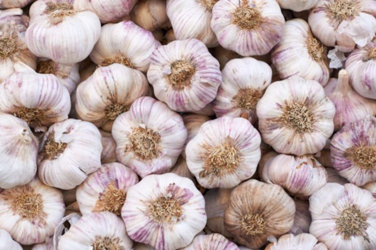 garlic
