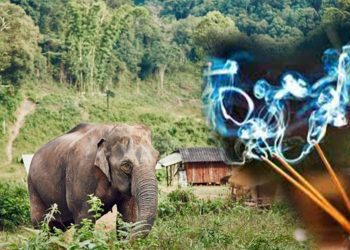 Asian elephant near small village in Chiang Mai Province, Thailand.