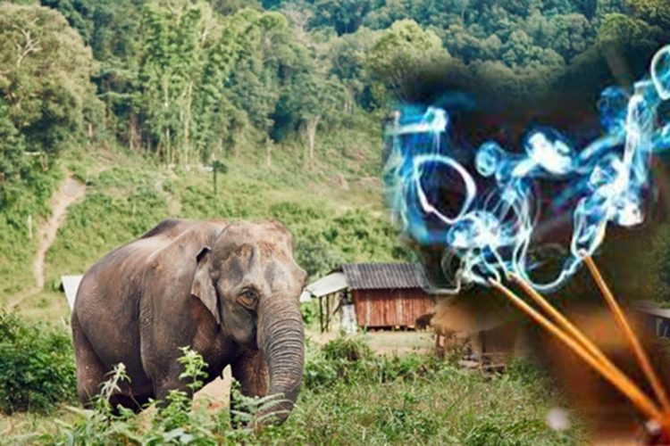 Elephant in village