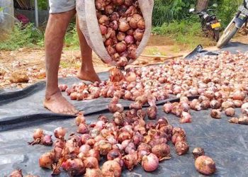 onion