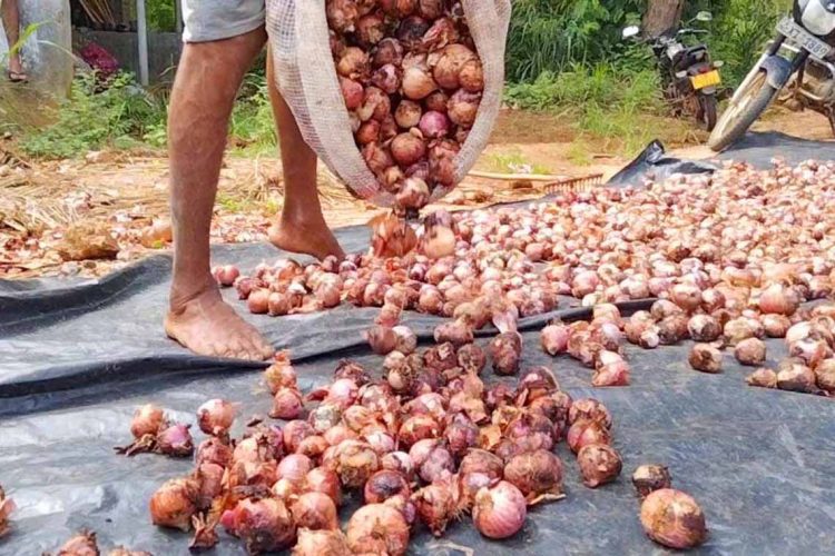 onion
