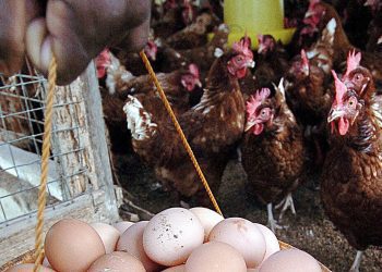 PILIYANDALA, SRI LANKA:  A Sri Lankan farmer carries a bucket of eggs at his poultry farm in Piliyandala, 23 February 2006, after the government announced a ban on the import of feedstock from India.  The industry officials said Sri Lanka is left with only two weeks of feedstock and the ban decision was taken after India was hit by the lethal avian flu. Farmers are worrying that chickens may die of malnutrition and not bird flu as India has accounted for 90 per cent of Sri Lanka's annual requirement of 200,000 tons of maize.               AFP PHOTO/Lakruwan WANNIARACHCHI.  (Photo credit should read LAKRUWAN WANNIARACHCHI/AFP via Getty Images)