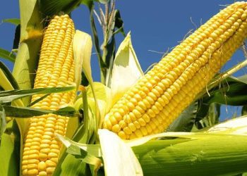 corn