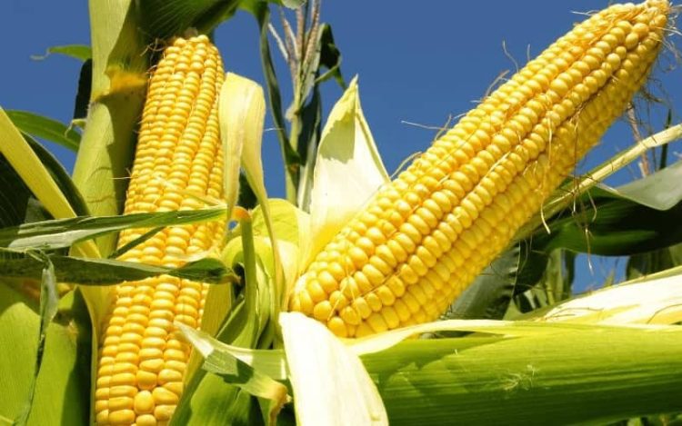 corn