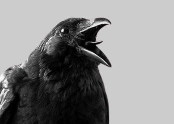 crow
