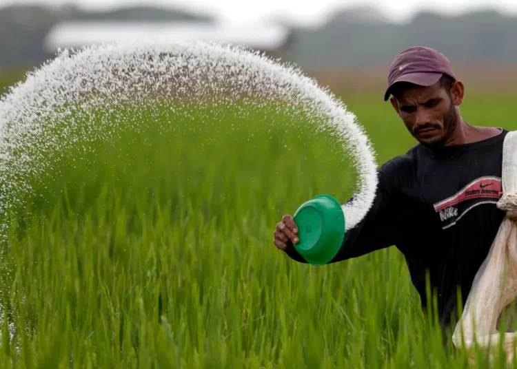 fertilizer rice farmer food price