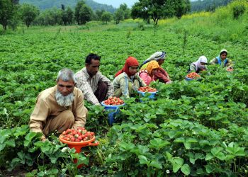 jammu kashmir farmers
