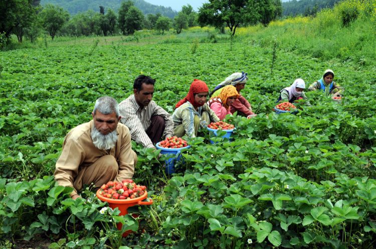 jammu kashmir farmers