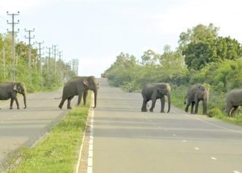 Wild Elephant