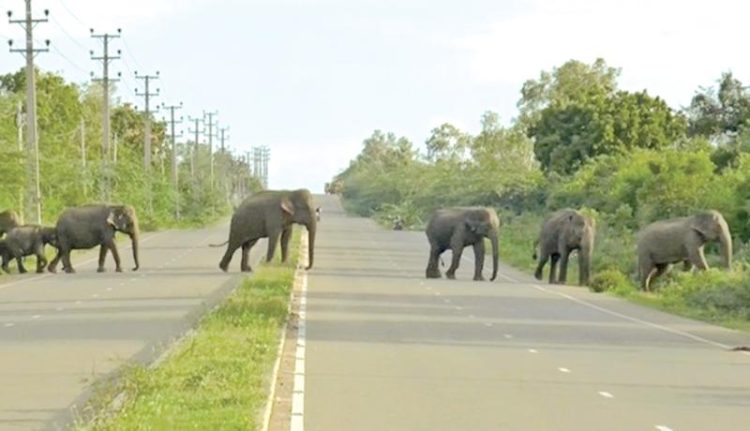 Wild Elephant
