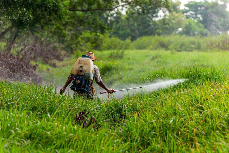 Farmers are spraying grass removal chemicals.