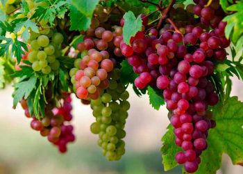 Kashmir Grapes