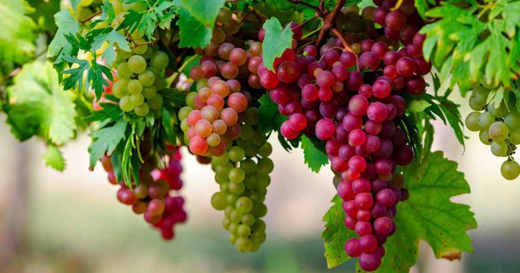 Kashmir Grapes