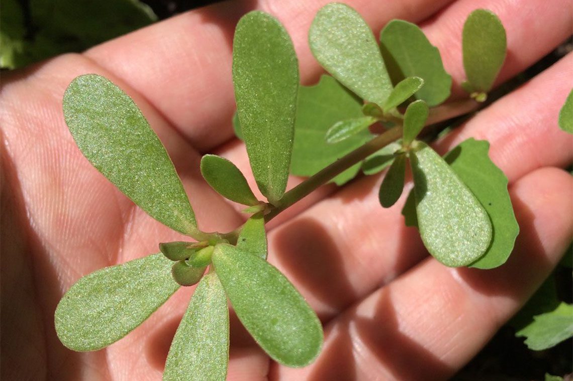  purslane 