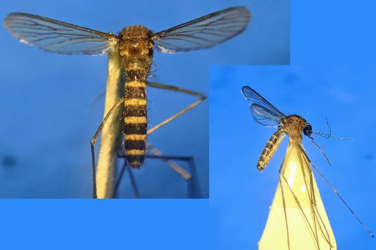 Culex (Lophoceraomyia) cinctellus