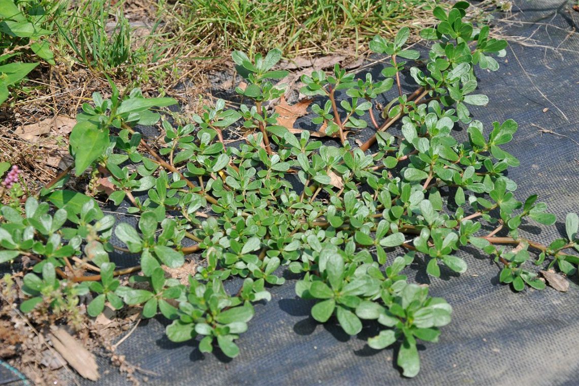  purslane 