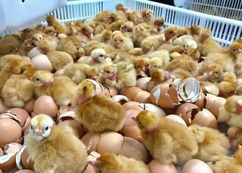 Hatch egg