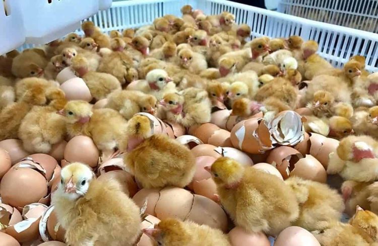 Hatch egg