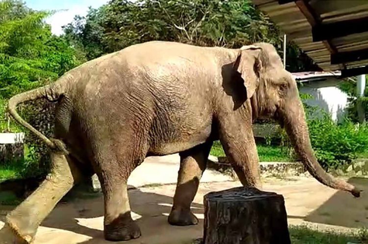 Elephant
