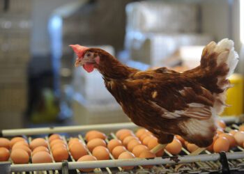 To form the best egg possible, the hen needs the proverbial building blocks necessary to do so. That means presenting them those blocks on a silver platter, via the feed.