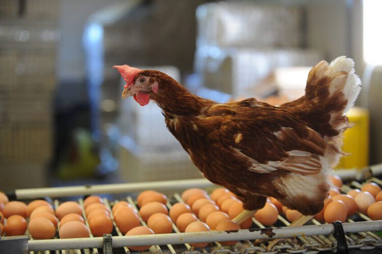 To form the best egg possible, the hen needs the proverbial building blocks necessary to do so. That means presenting them those blocks on a silver platter, via the feed.