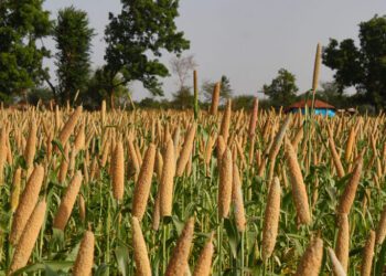 millet