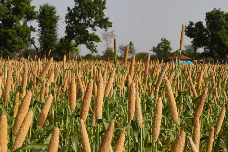 millet