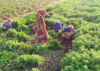 India Medicinal Plants