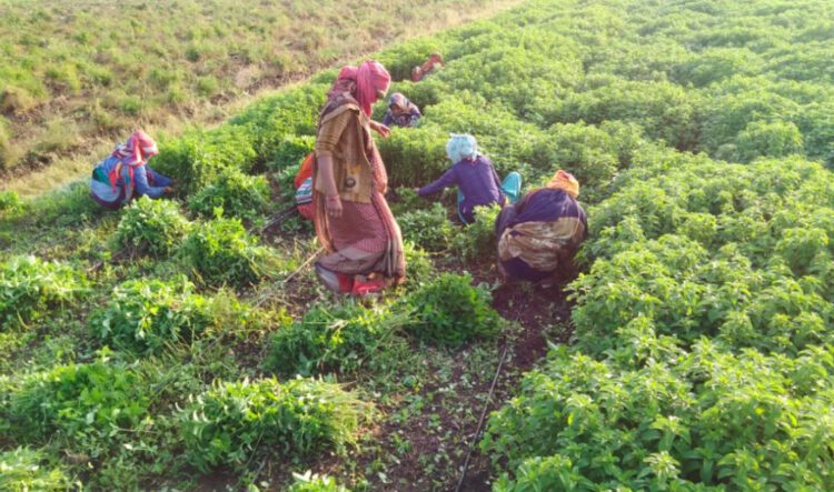 India Medicinal Plants