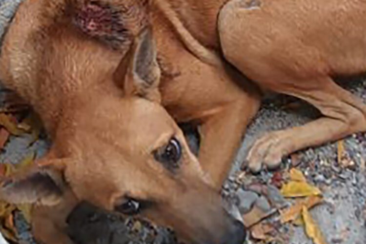 බුරාපැන්න සුනඛයා කපා දමා ඇති අයුරු...
