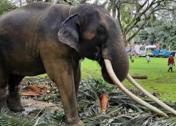 Muthu Raja | Thailand's Jumbo rescue of tusker ill-treated at Sri Lankan temple