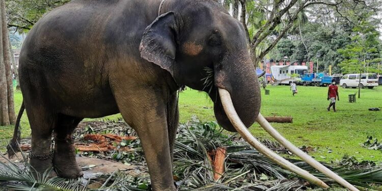 Muthu Raja | Thailand's Jumbo rescue of tusker ill-treated at Sri Lankan temple