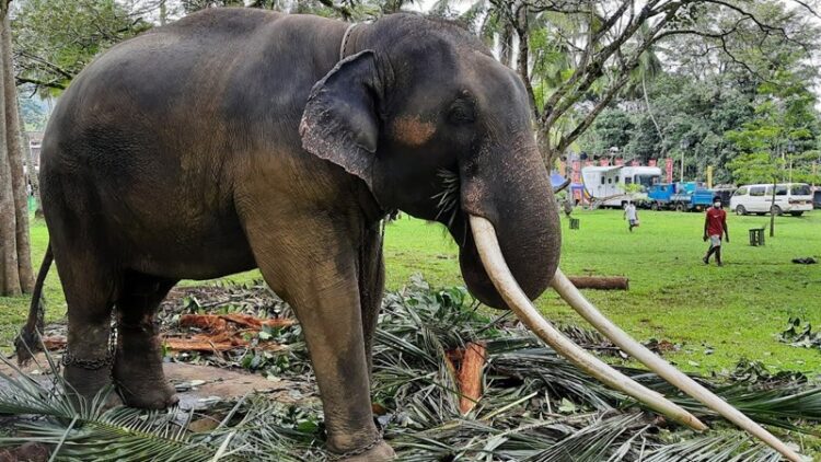 Muthu Raja | Thailand's Jumbo rescue of tusker ill-treated at Sri Lankan temple