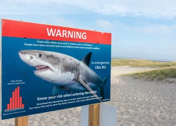 A shark attacks a surfer in South Australia !