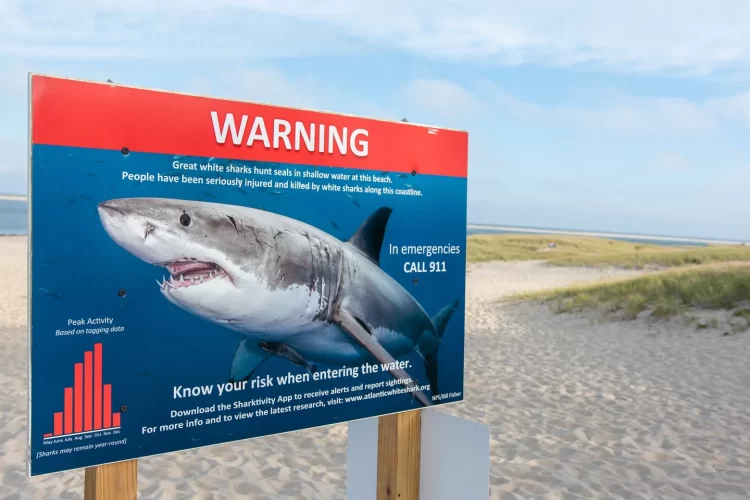 A shark attacks a surfer in South Australia !
