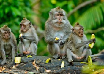 monkeys