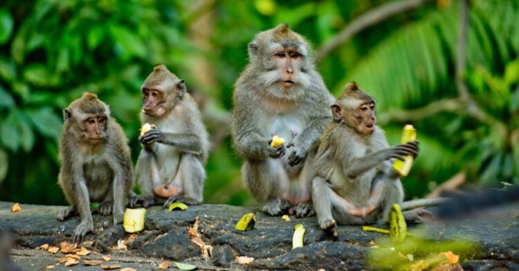 monkeys