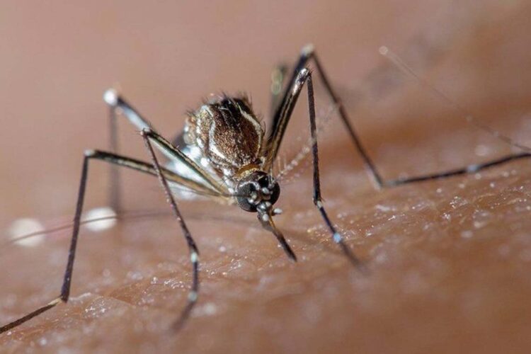malaria