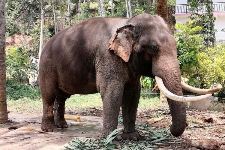 පෘතුපා හෙවත් තායි රාජා...