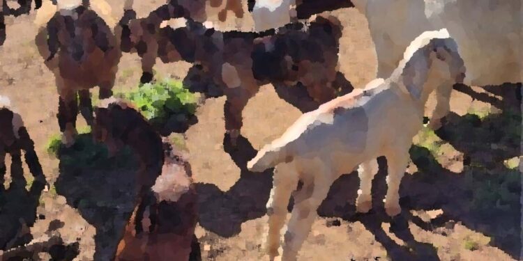 Boer_Goats