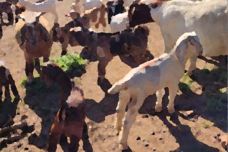 Boer_Goats